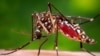 FILE - This 2006 file photo provided by the Centers for Disease Control and Prevention shows a female Aedes aegypti mosquito in the process of acquiring a blood meal from a human host. 