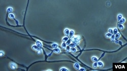 A este hongo se le adjudica cuadros de infección grave en pacientes con otras enfermedades subyacentes como fibrosis quística o con un sistema inmunológico debilitado, en algunos casos en personas bajo tratamiento de quimioterapia o con trasplantes. La Revista Iberoamericana de Micología apuntó en un estudio que “la alta mortalidad de esta micosis obliga a realizar en muchos casos un tratamiento empírico precoz”, y probar tanto con tratamientos convencionales como de nueva generación. (Ilustración cortesía Universidad de Delaine, Australia)