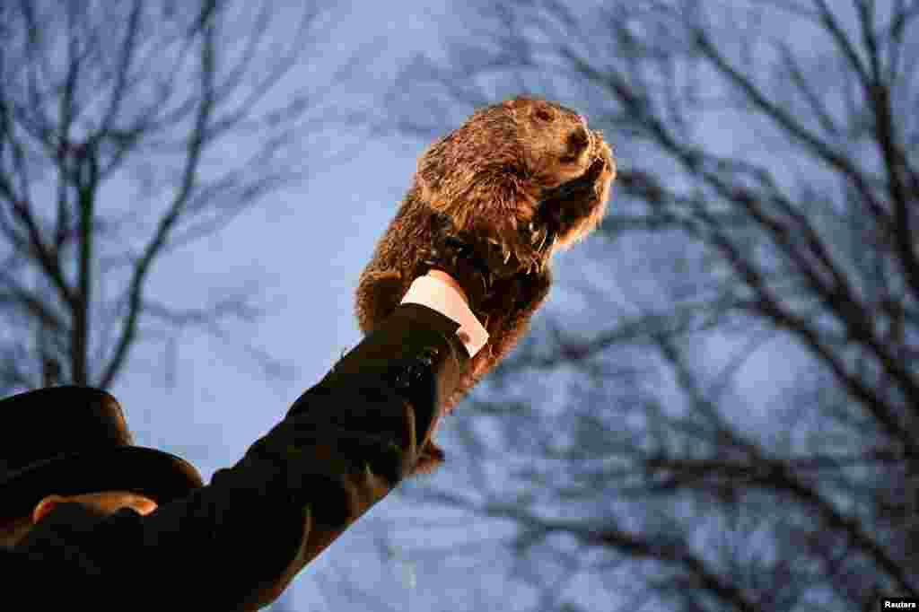 AJ Dereume holds up groundhog Punxsutawney Phil, as he makes his prediction on how long winter will last during the Groundhog Day Festivities, at Gobbler's Knob in Punxsutawney, Pennsylvania.