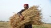 FILE - A farmer harvests a wheat field at Zhari district on the outskirts of Kandahan, Afghanistan, May 10, 2022. 