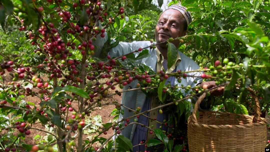 ገበሬው ቡና እየለቀመ