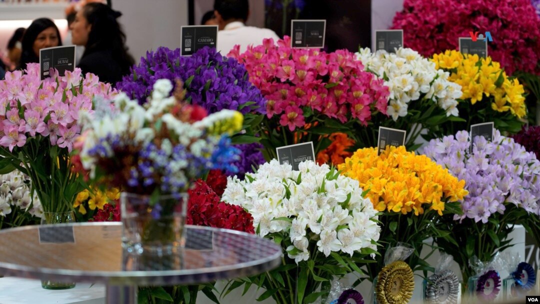 El sector floricultor colombiano exportó en 2022 más de 320.000 toneladas de flores con ingresos equivalentes a 2.052 millones de dólares.