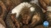 Pangolins Still Most Trafficked Mammal Despite Protections