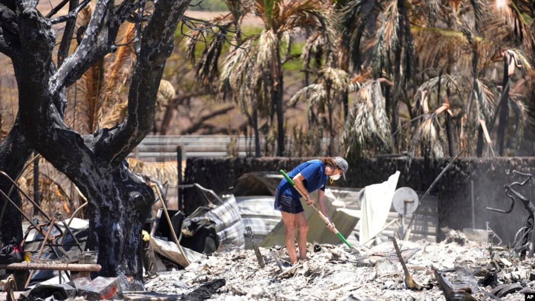 FILE - A woman digs through rubble of a home destroyed by a wildfire on Aug. 11, 2023, in Lahaina, Hawaii. 