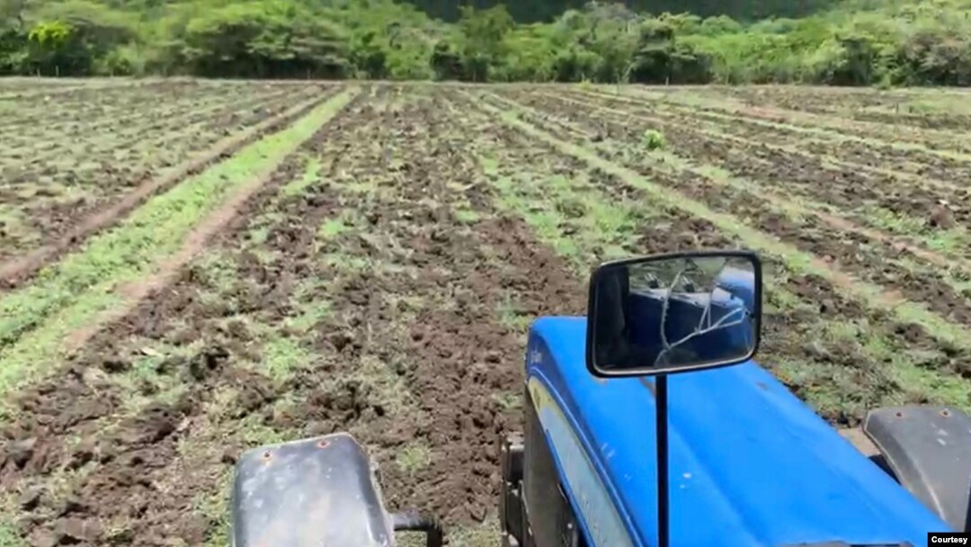 Productores agropecuarios trabajan la tierra en una zona ganadera de Venezuela. ARCHIVO 