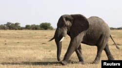 An elephant walks in Serengeti National Park, August 18, 2012.
