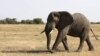An elephant walks in Serengeti National Park, August 18, 2012.