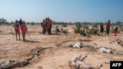 FILE - People stand next to the carcasses of dead sheep in the village of Hargududo, 80 kilometers from the city of Gode, Ethiopia, April 7, 2022.