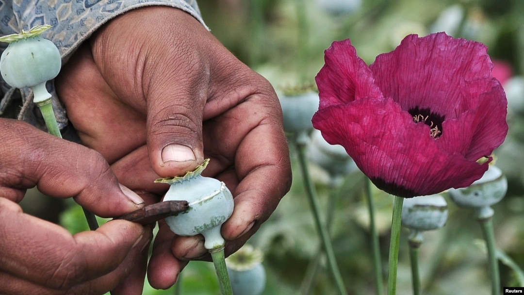 FILE - A man lances a poppy bulb to extract the sap, which will be used to make opium, in a field in in the mountain region of the state of Guerrero, Jan. 3, 2015.