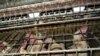 Animal welfare groups say chickens in battery cages are not given enough room to move or raise their wings.
