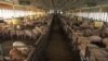North Carolina hog farmer James Lamb built two industrial-scale barns which can each hold 1,500 animals at a time. (VOA/S. Baragona) 