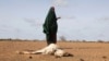 FILE - A Somali woman stands near the carcass of her dead livestock amid severe drought near Dollow, Gedo Region, Somalia, May 26, 2022. 