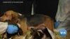 Must Fido Pay the Price for Saving Human Lives?