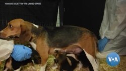 Must Fido Pay the Price for Saving Human Lives?