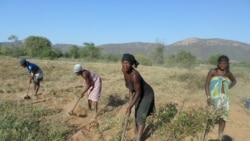 UNITA condena partidarização da agricultura no Namibe - 2:37