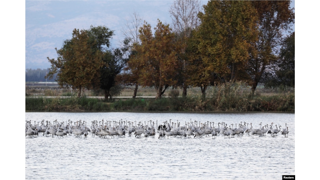 Migrating cranes rest at the Hula Nature Park in northern Israel, Nov. 22, 2017.