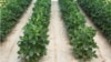 FILE - Soybean plants that were grown from soybean seeds genetically engineered to resist a common weed killer in an undated photo released by Dow AgroSciences.