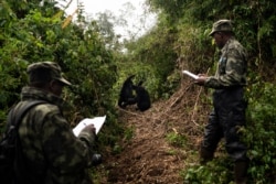 Gorilla trackers Emmanuel Bizagwira, right, and Safari Gabriel observe two gorillas from the Agasha group as they play in the Volcanoes National Park, Rwanda, Sept. 4, 2019.