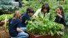 First lady Michelle Obama joins New Jersey school children to harvest the summer crop from White House kitchen garden, Washington, May 28, 2013.