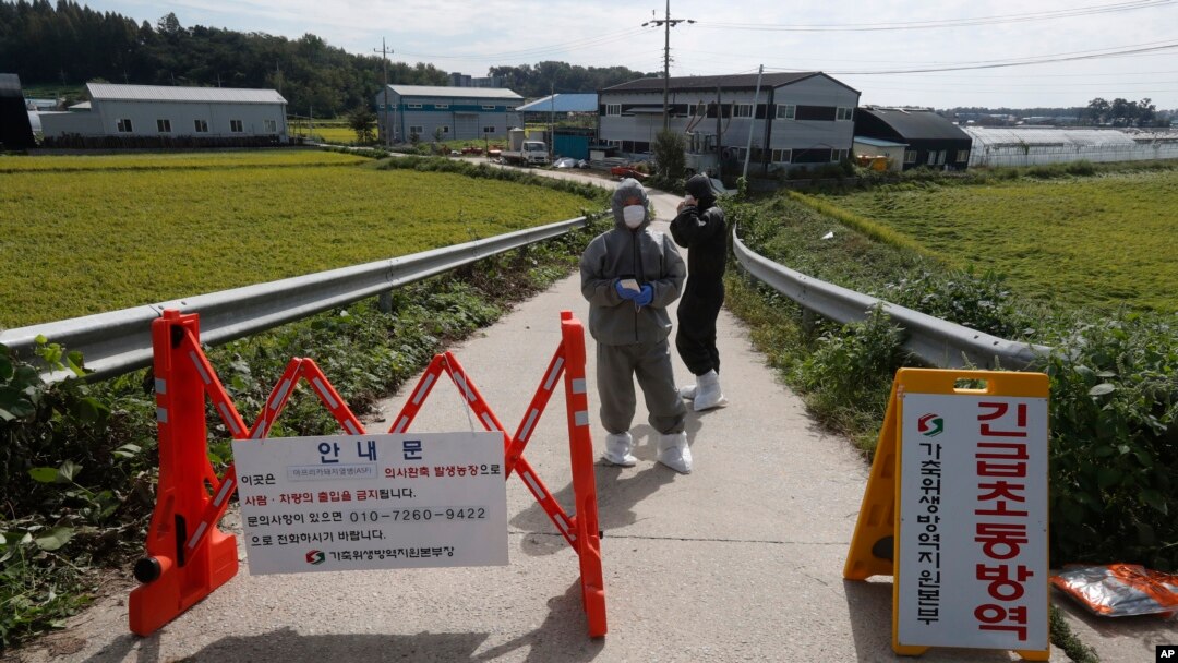 Quarantine officials wear protective gear as a precaution against African swine fever at a pig farm in Paju, South Korea, Sept. 17, 2019. The notice reads: "Under quarantine."