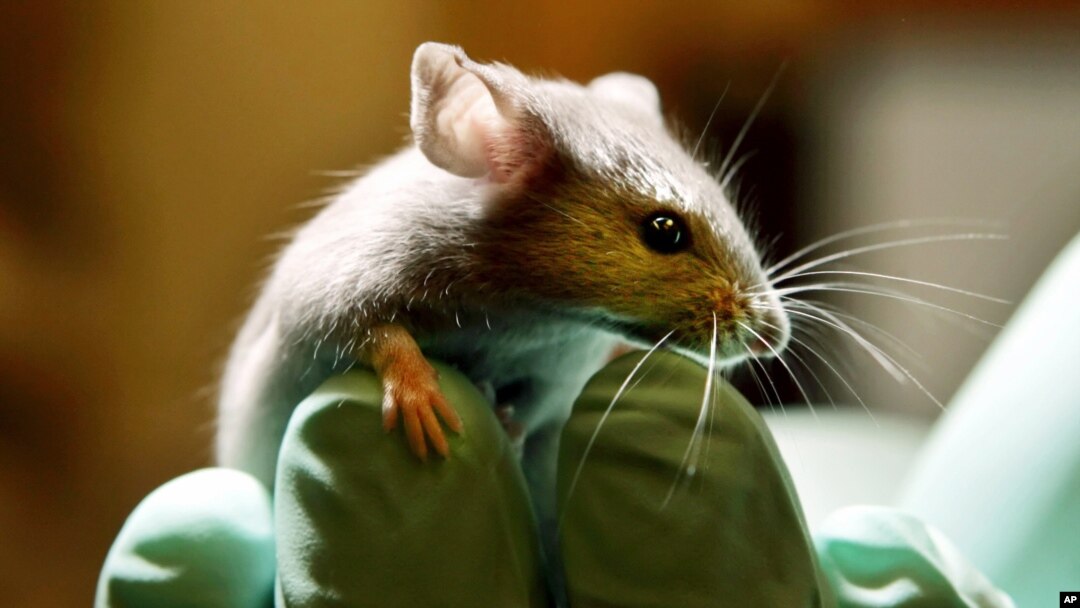 This is a Tuesday, Jan. 24, 2006 file photo of a laboratory mouse as it looks over the gloved hand of a technician at the Jackson Laboratory, in Bar Harbor, Maine. (AP Photo/Robert F. Bukaty, File)