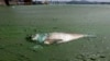 A dead fish floats in water filled with blue-green algae at the East Lake in Wuhan, Hubei province, China, Aug. 20, 2012.