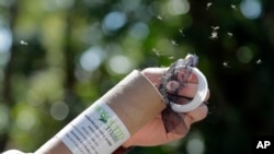 Patrick Kelly, field operations manager with MosquitoMate, releases Wolbachia-infected male mosquitoes in South Miami, Florida, Feb. 8, 2018.