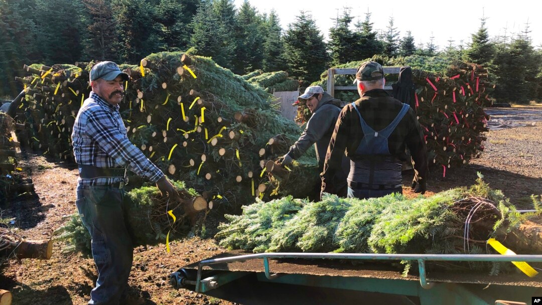 Trabajadores agrícolas, la mayoría de ellos mexicanos, talan árboles de navidad en Oregón, en diciembre del 2019. 