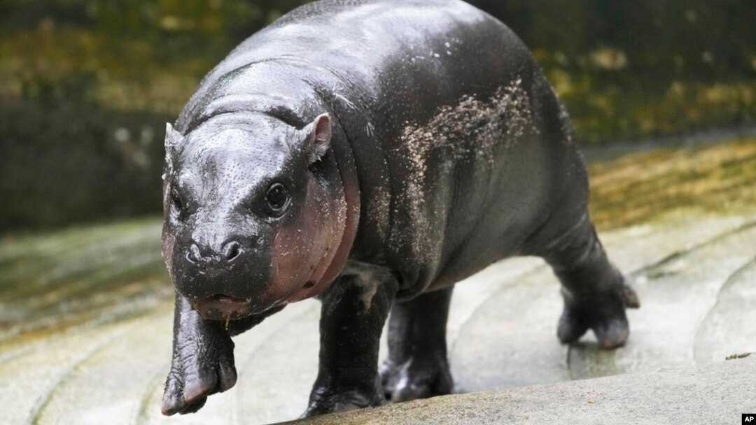 FILE -Two-month-old baby hippo Moo Deng walks at the Khao Kheow Open Zoo in Chonburi province, Thailand, Sept. 19, 2024.