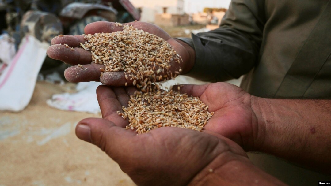 Men display wheat in Ras al-Ain, Syria, Sept. 16, 2016.