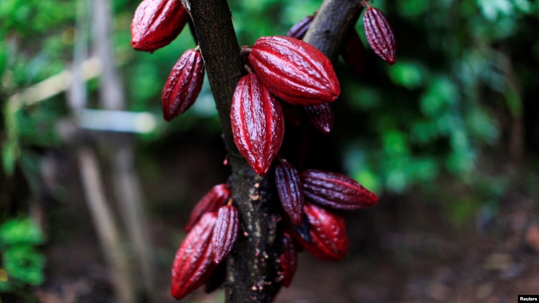 FILE - A cocoa tree with cocoa fruits is seen at El Carmen Estate in Jayaque, El Salvador July 20, 2016.
