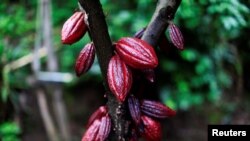 Cacau.