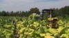 A crew from Mexico helps bring in North Carolina tobacco farmer Billy Carter's harvest. (VOA)
