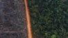 Brazil, Rainforest Nations Join Forces to Save Jungle  