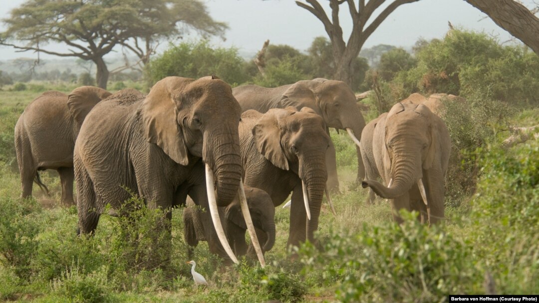 Poaching has made elephants an endangered species.
