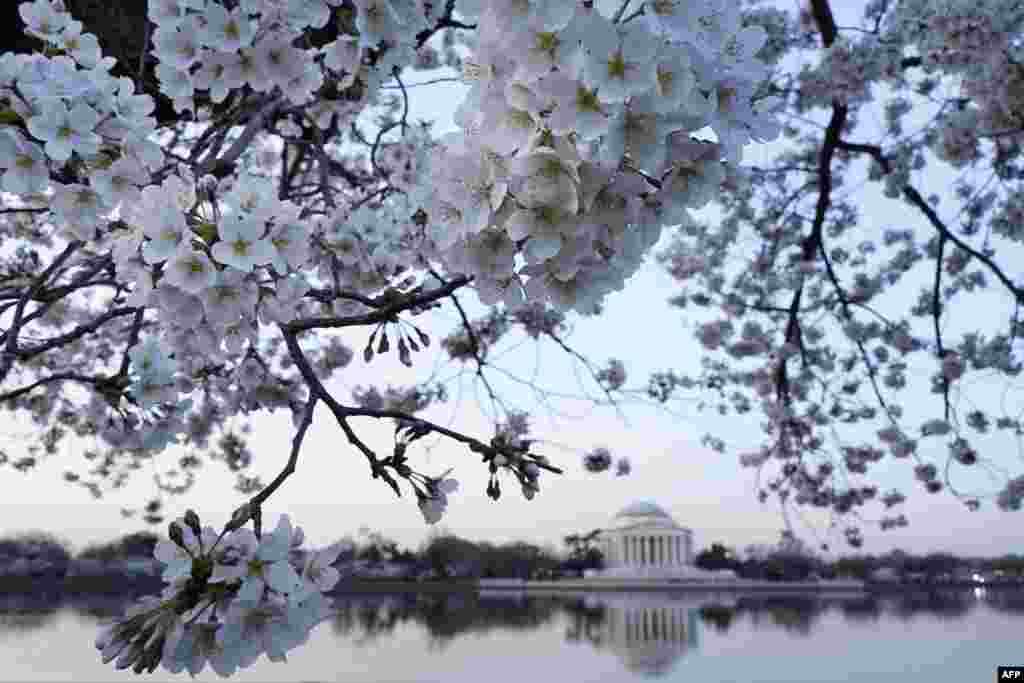 华盛顿樱花盛开时节的满树樱花、潮汐湖（Tidal Basin）和杰佛逊纪念堂（2017年3月24日）。