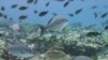 Healthy, well-managed coral reefs in Northwestern Hawaiian Islands. Overfishing threatens the Hawaiian reefs as well as more than half of the reefs around the world. 