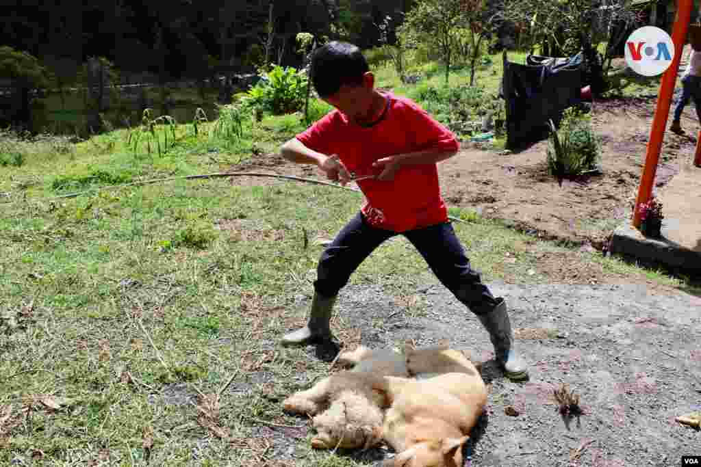 El animal tambi&#233;n ha acompa&#241;ado a la familia Gaona a contar sus historias.