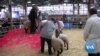Some French Farmers Try to Counter Attacks, Reconnect With Consumers