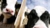 Animals in many large livestock-raising operations get a small but steady dose of certain antibiotics in their feed. 
