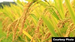 Arroz geneticamente modificado. Foto de arquivo. 