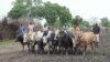 Young men herd cattle through the mud-caked streets of Pibor, as cattle raiding between some of the south's dozens of tribes plagues South Sudan. (File Photo) 