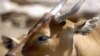 'Drastic' Declines in Cambodia’s Endangered Wildlife