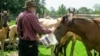 Our Animal Friends: American Café October 30, 2018