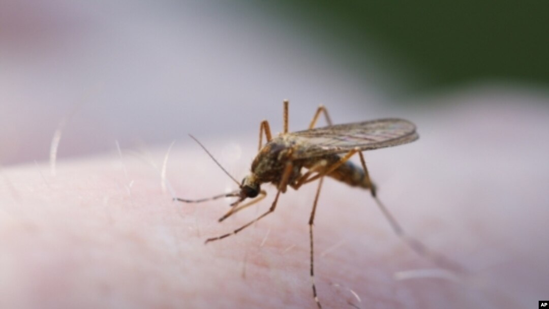 Malaria-causing mosquito