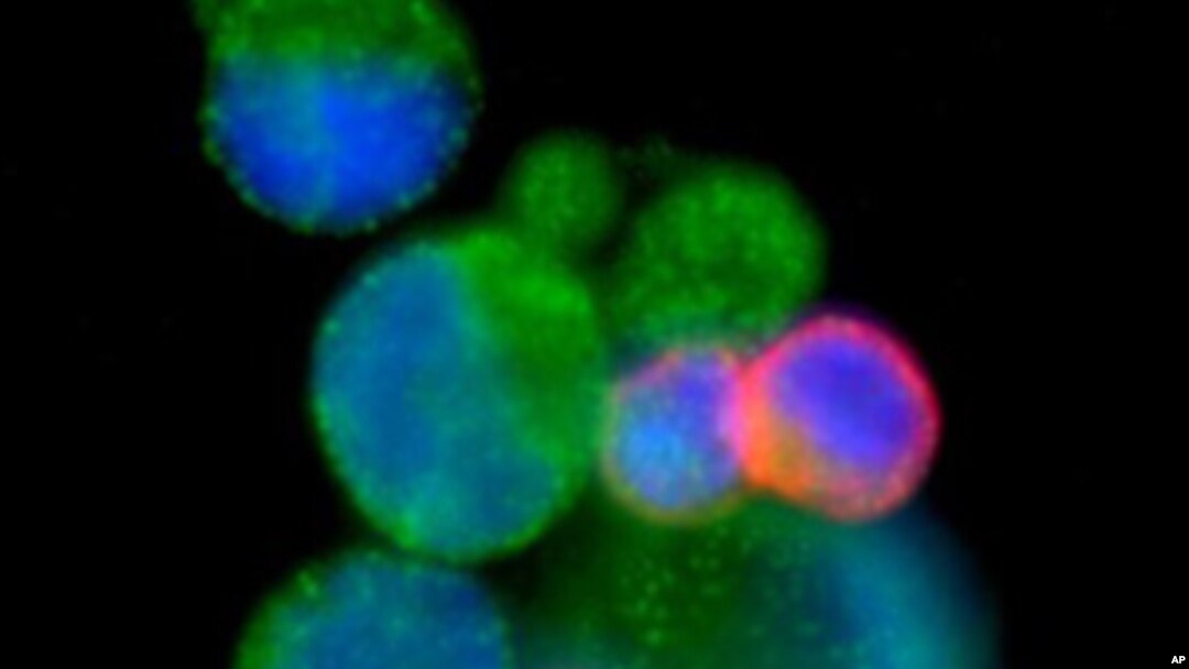 A fluorescent spray, now in development, detects early-stage cancer in mice.
