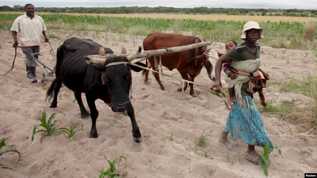Communal farmers cultivate maize crops in Mvuma district, Masvingo, Zimbabwe, Jan. 26, 2016.