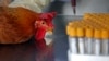 Health workers take a blood sample from a chicken in Hong Kong, April 11, 2013. 