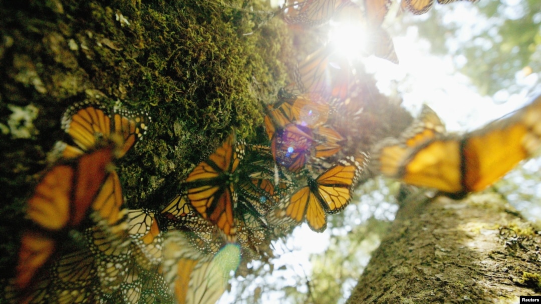 Cientos de mariposas monarca se alinean en un árbol en el Cerro del Campanario, en el santuario de Rosario en México.