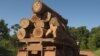 Liberia Urged to Come Clean on Illegal Timber Shipments